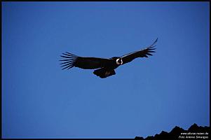 Condor