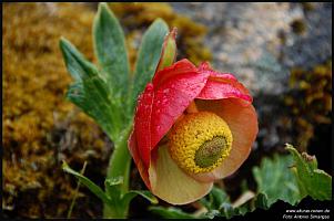 Flor Andina Peru