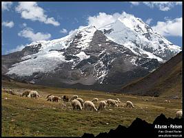 Alpacas