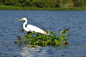 Vogel Catemaco Mexiko